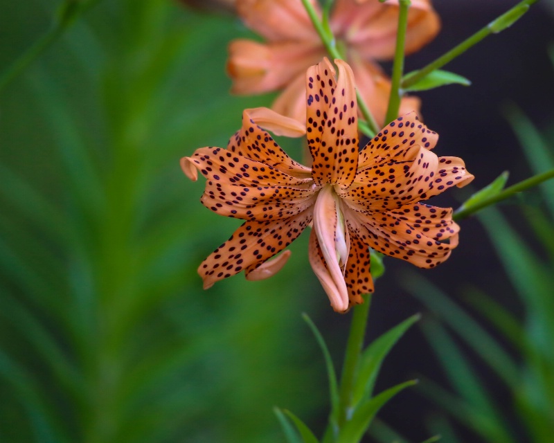 Double Tiger Lily