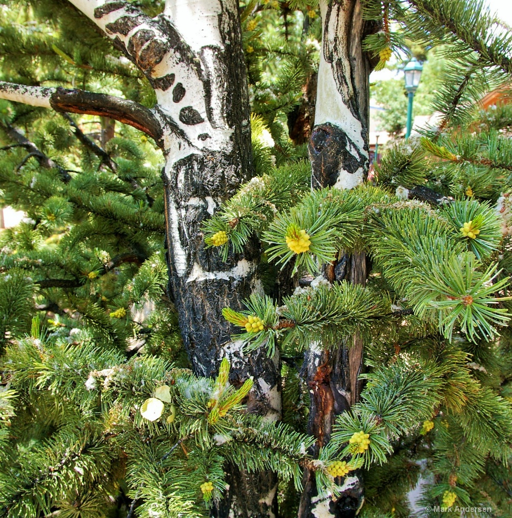 Aspen Tree - Colorado