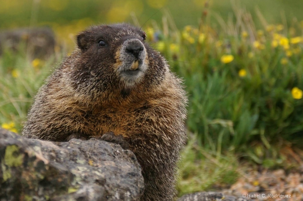 Marmot on the Meadow Rocks