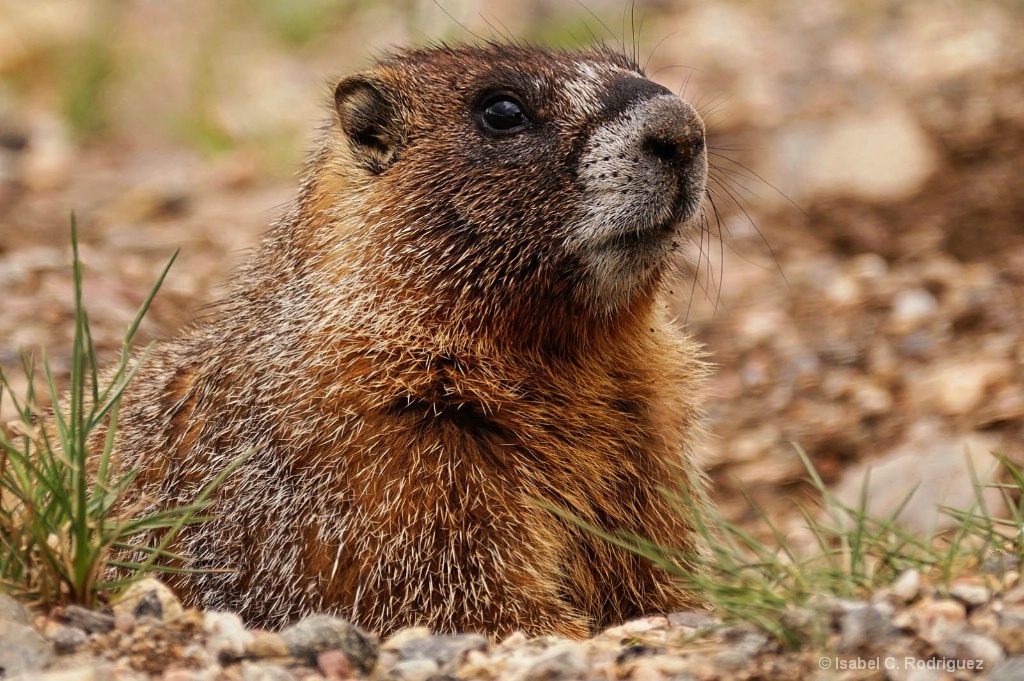 Marmot in the Hole