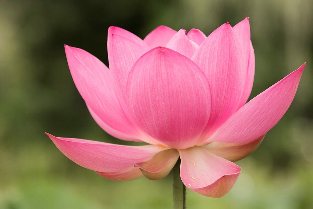 Lotus Profile