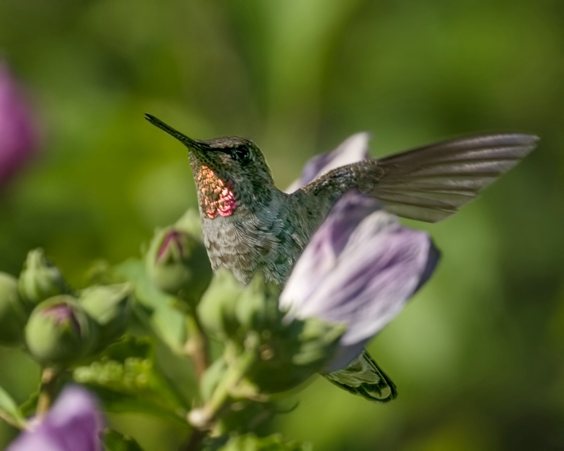 Hummingbird Flythrough
