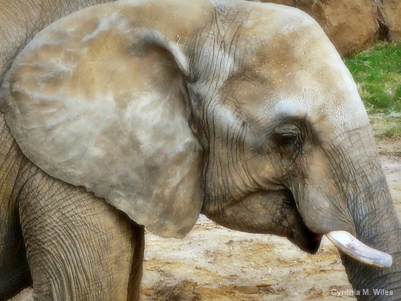 Elephant in profile