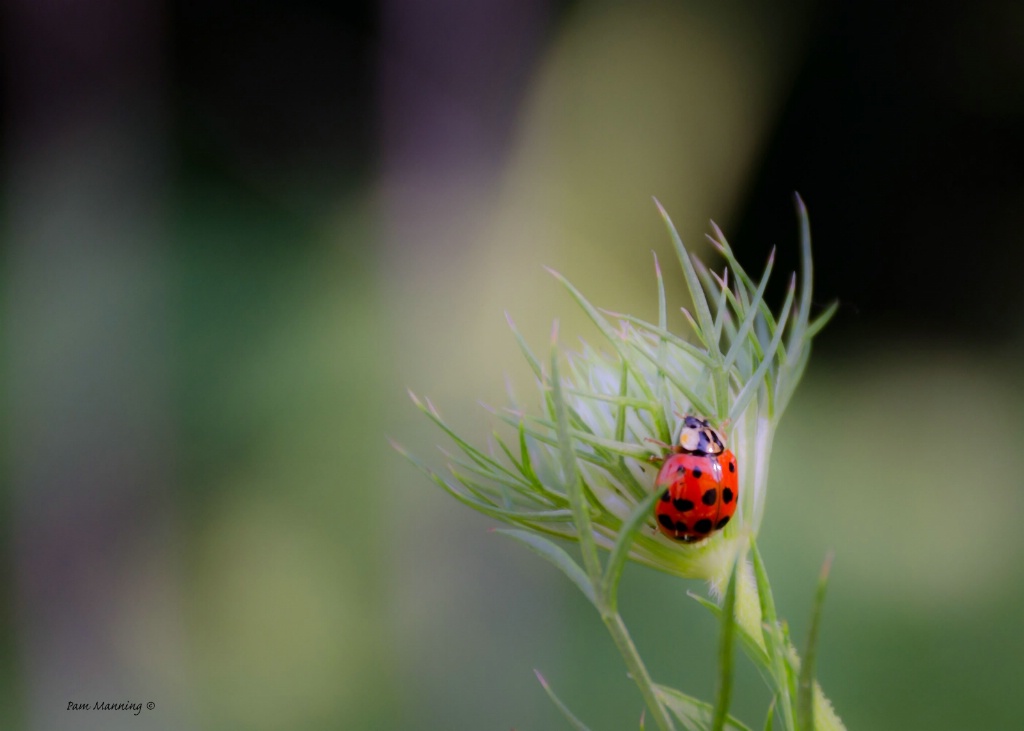 ladybug 1 