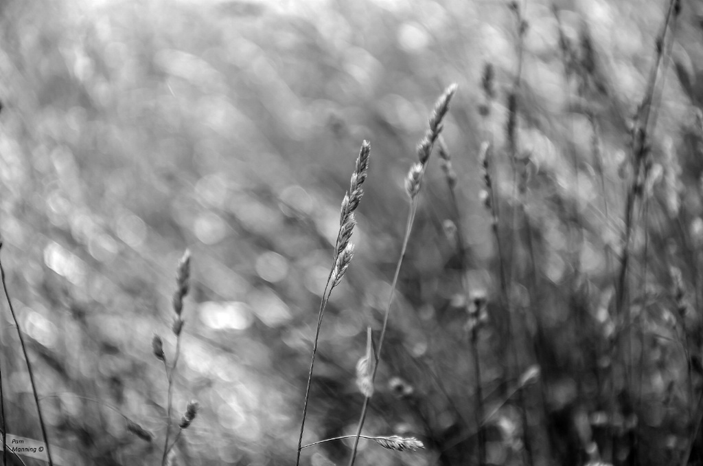 field of weeds   bw