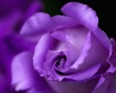 Lisianthus Bud