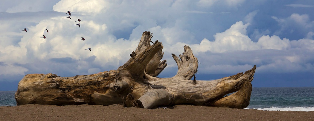 Ocean Driftwood