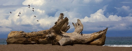 Ocean Driftwood