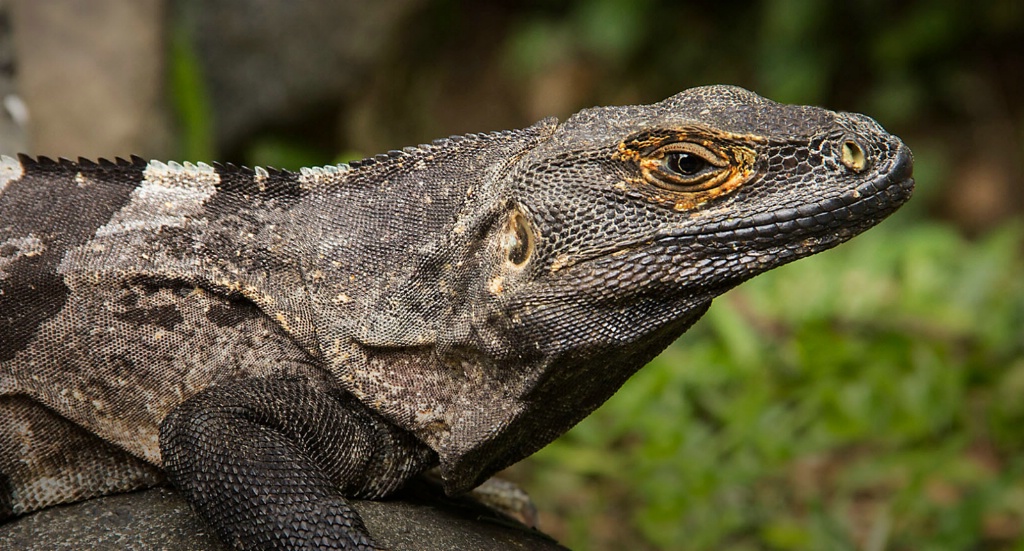 Spiny Tailed Iguana