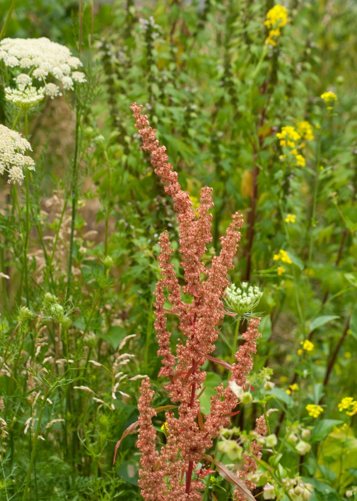 Summer Garden