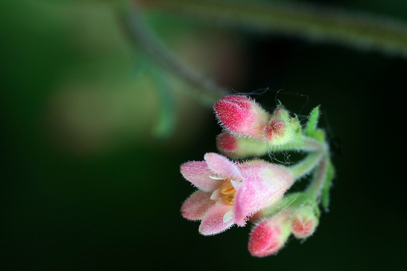 coral bells