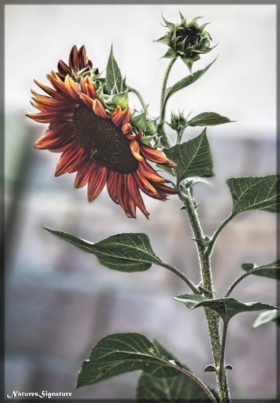 ~ Garden Sunflower ~ - ID: 15181805 © Trudy L. Smuin