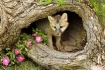 Gray fox kit