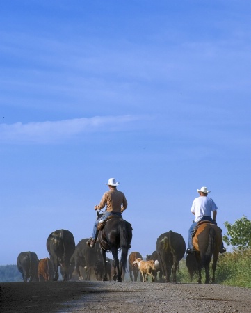 Moving Cattle in the High Country 