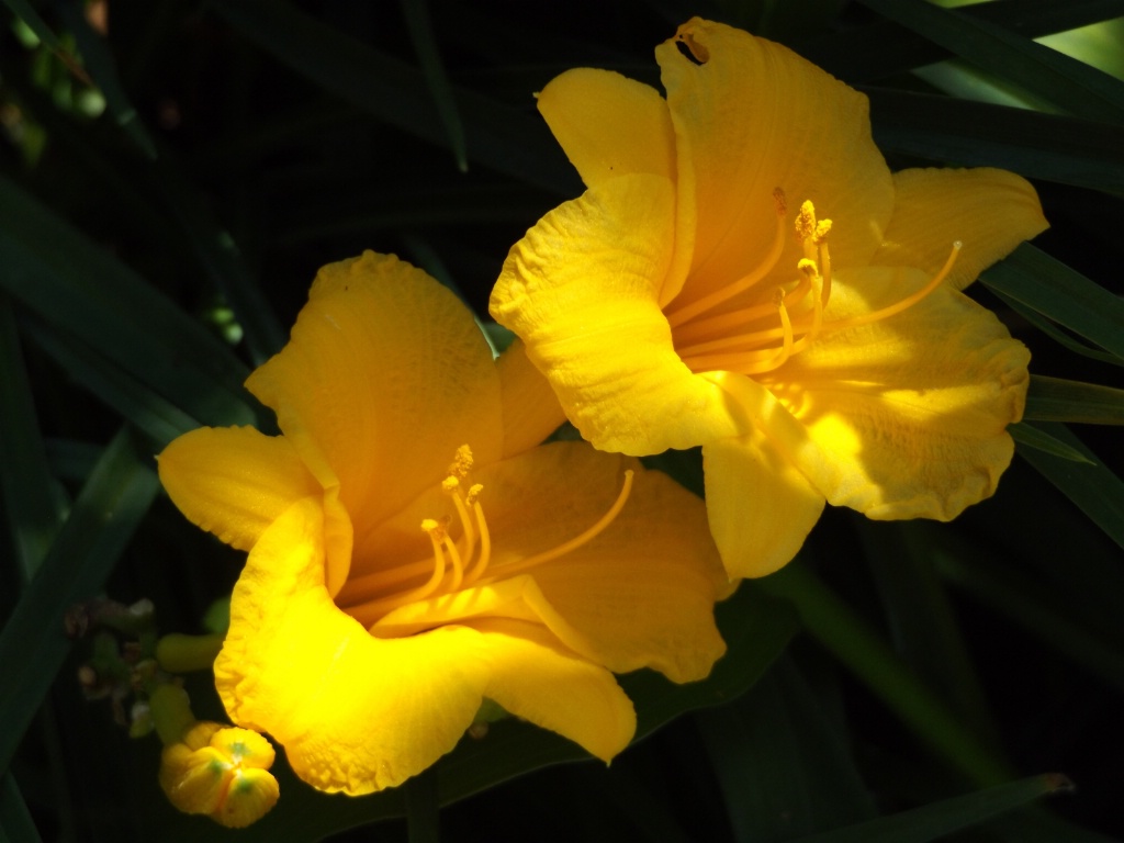 Twin Yellow Flowers