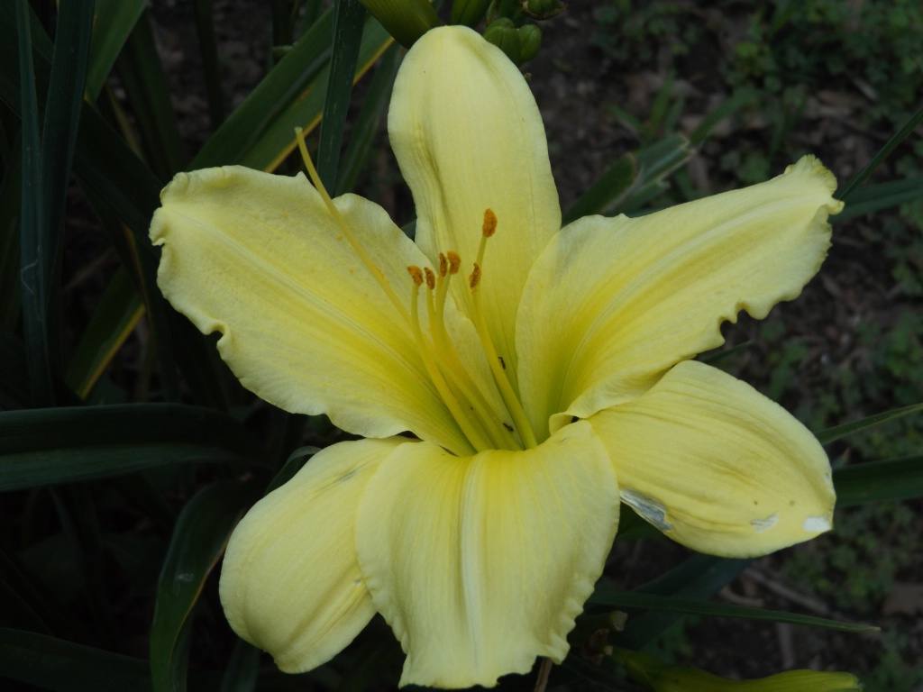 Light Yellow Flower