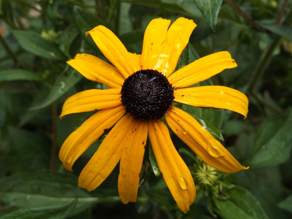 Dark Yellow Flower
