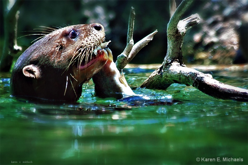 Otterly Hungry - ID: 15182021 © Karen E. Michaels