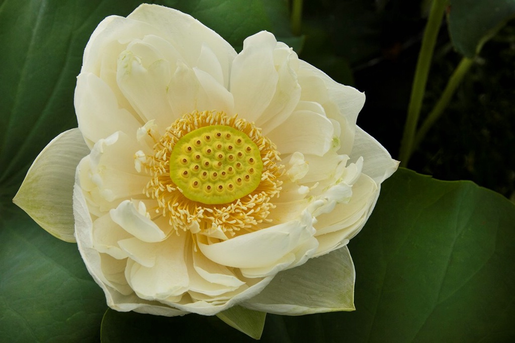 The Elegant Lotus