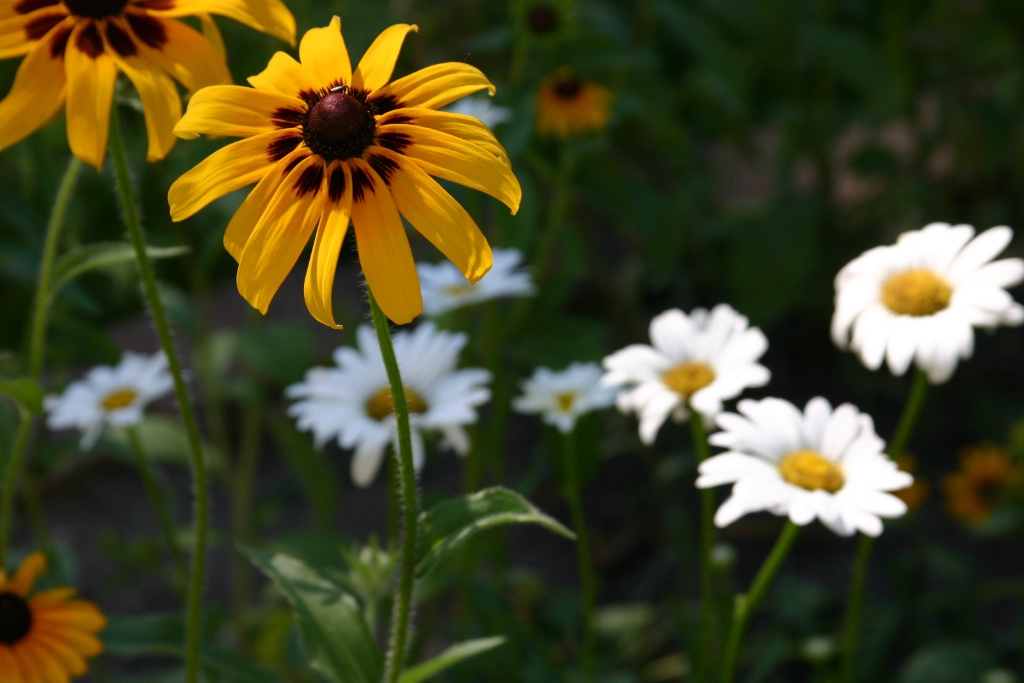 Rebekah and Daisies