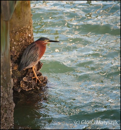 Green Heron under the dock; 