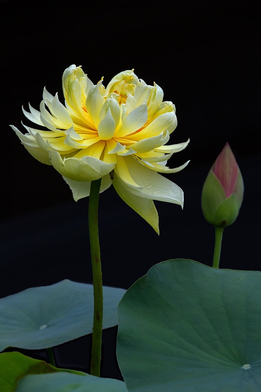 Yellow Lotus