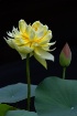 Yellow Lotus