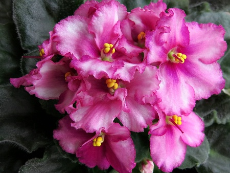 African Violet