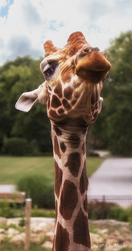 Giraffe With Attitude