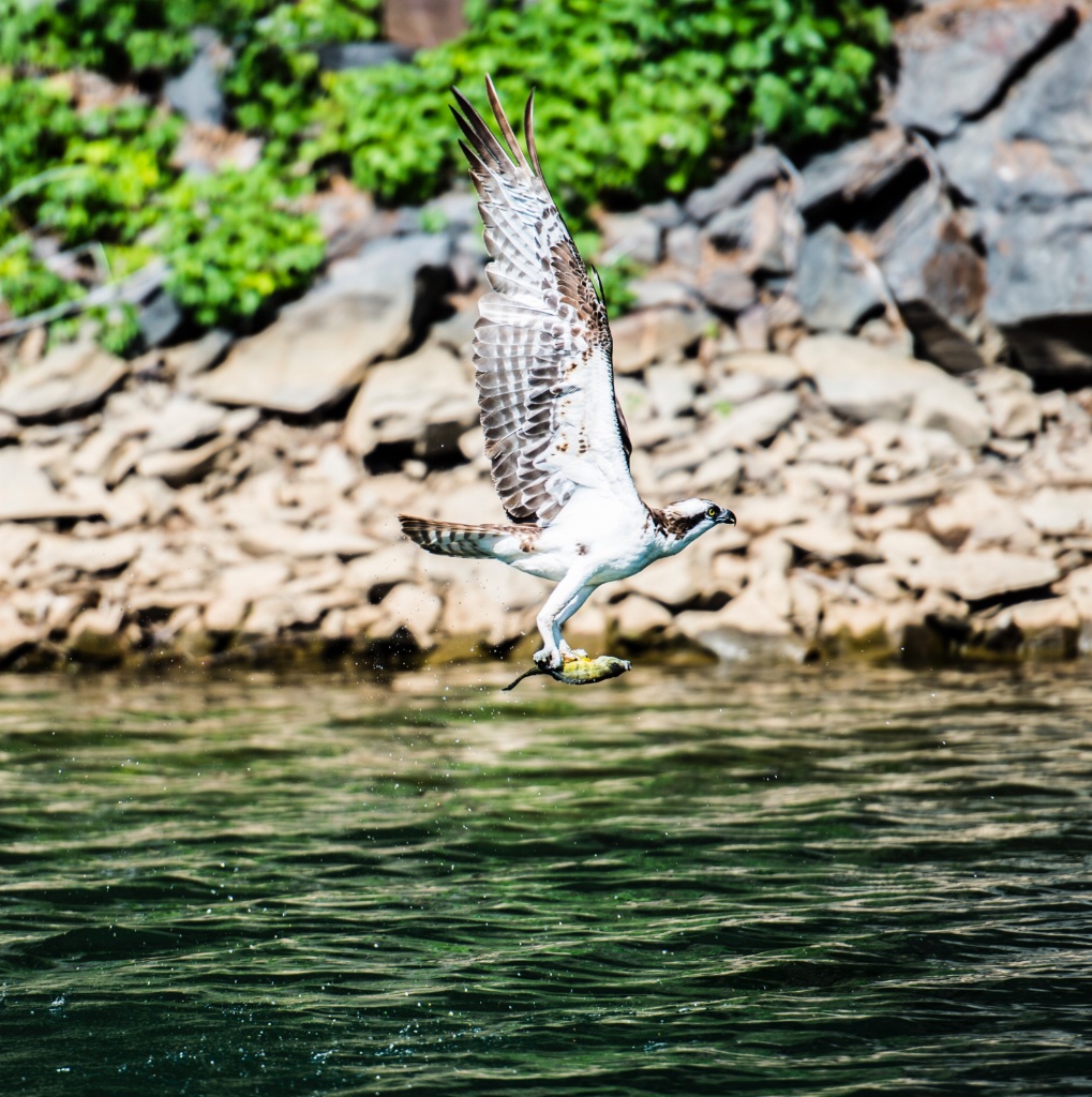 Osprey Take Away - ID: 15182342 © MICHAEL HUGHES