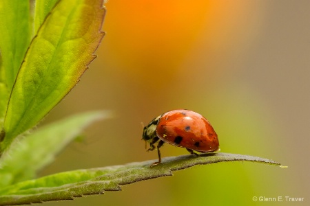 Bugs with Shiny Shells