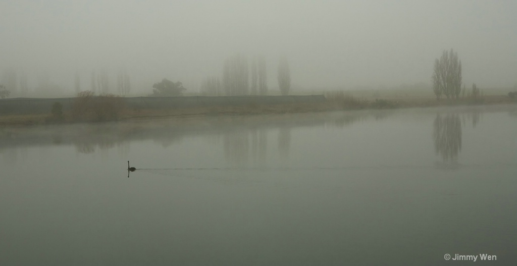 A lonely swan-Misty-3