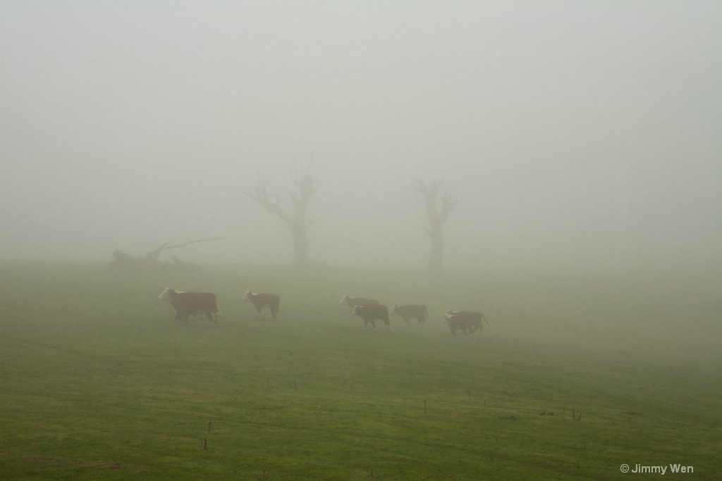 A few cows-Misty-2 