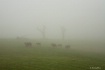 A few cows-Misty-...