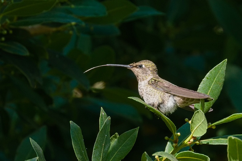 Communicative Hummingbird