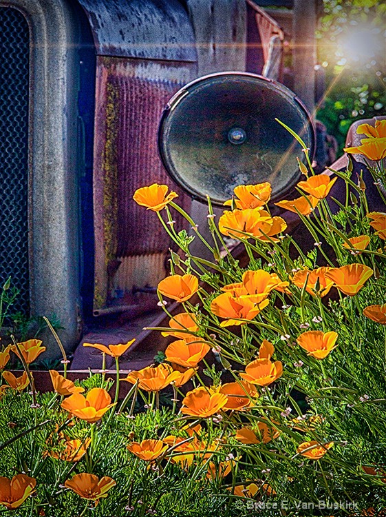Poppies with a great old car