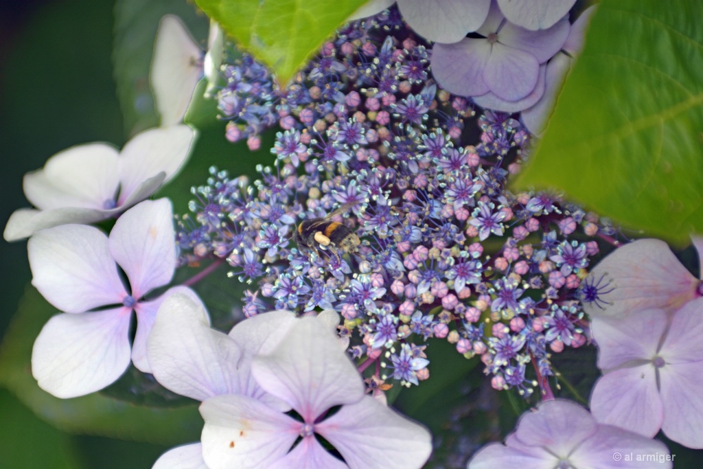 Hydrangea & a bee DSC 2671 psA - ID: 15182765 © al armiger