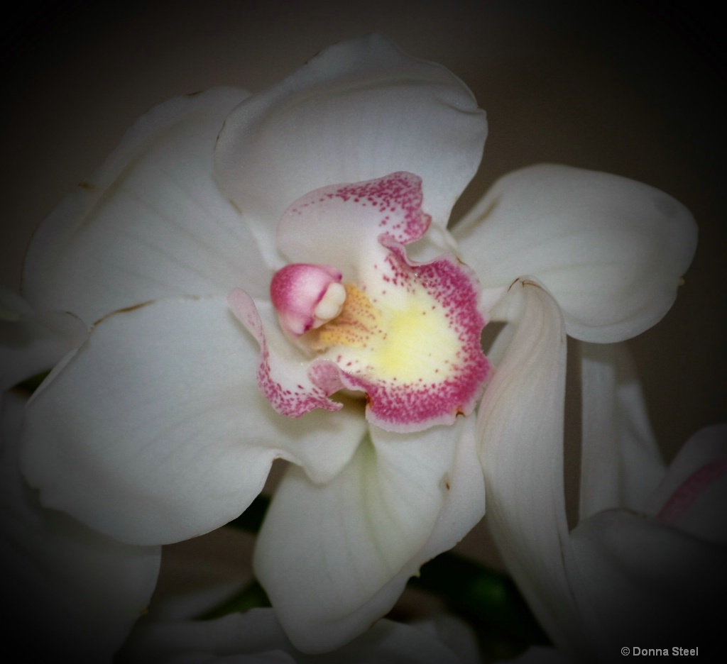 Orchid 1 