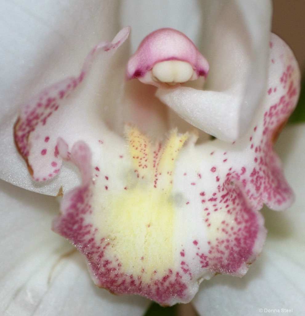 Close up Orchid 1