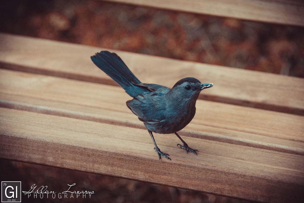 Little Bird Friend