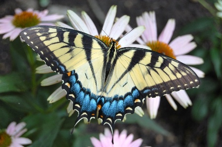 Tiger Swallowtail