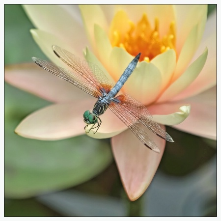 blue dasher on waterlily