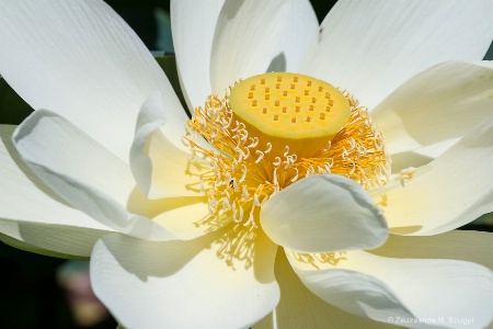 White Lotus