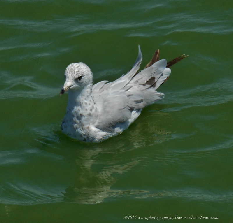 Seagull at the Lake