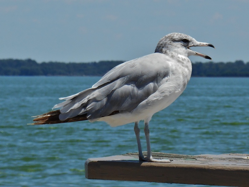 Grand Lake Seagull