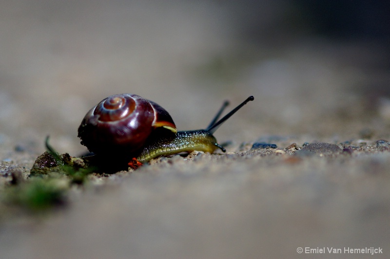 snail-shell