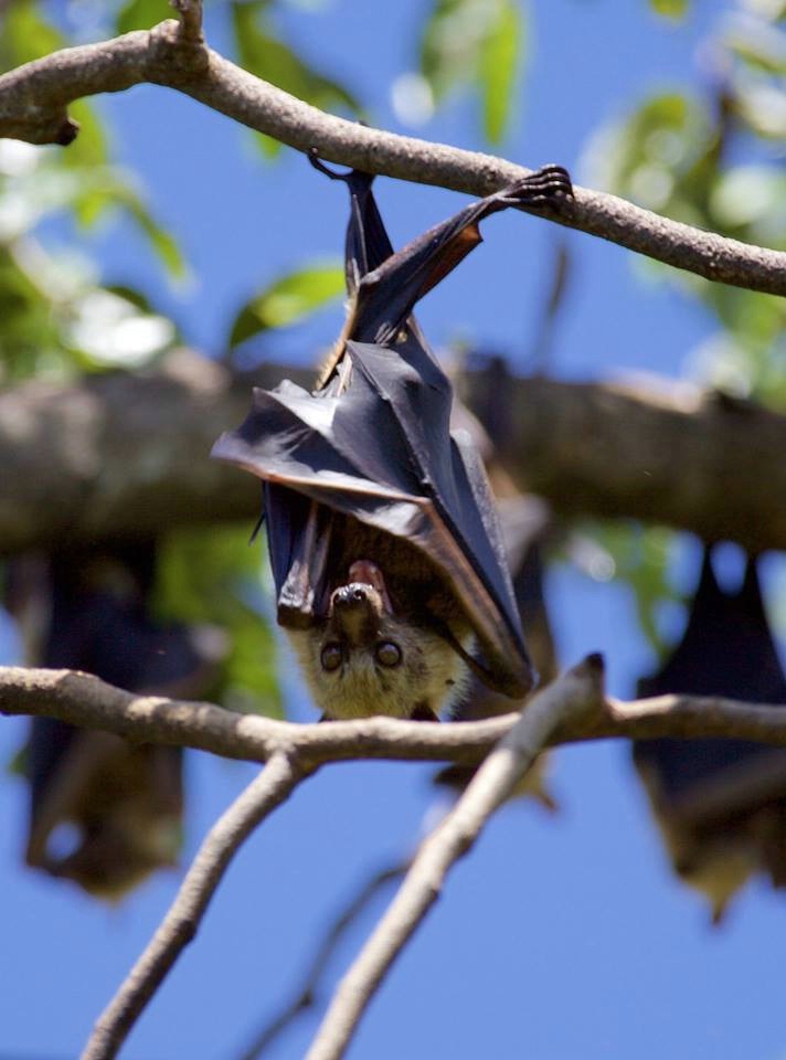 Going Bat Crazy - ID: 15183773 © Kenneth J. Creary