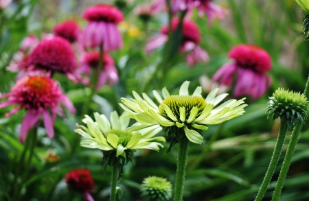Green and Pink Cone Flowers