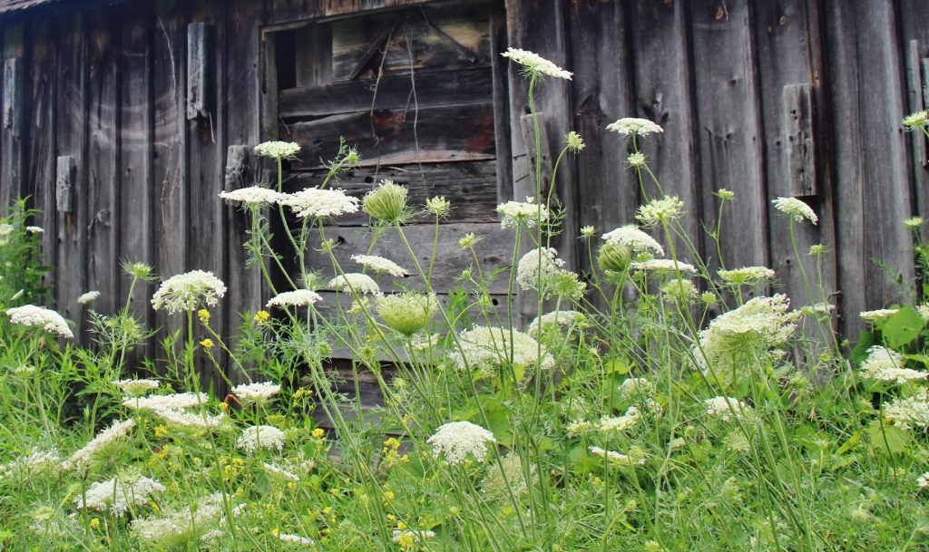 Queen Anne's Lace And Old Shed