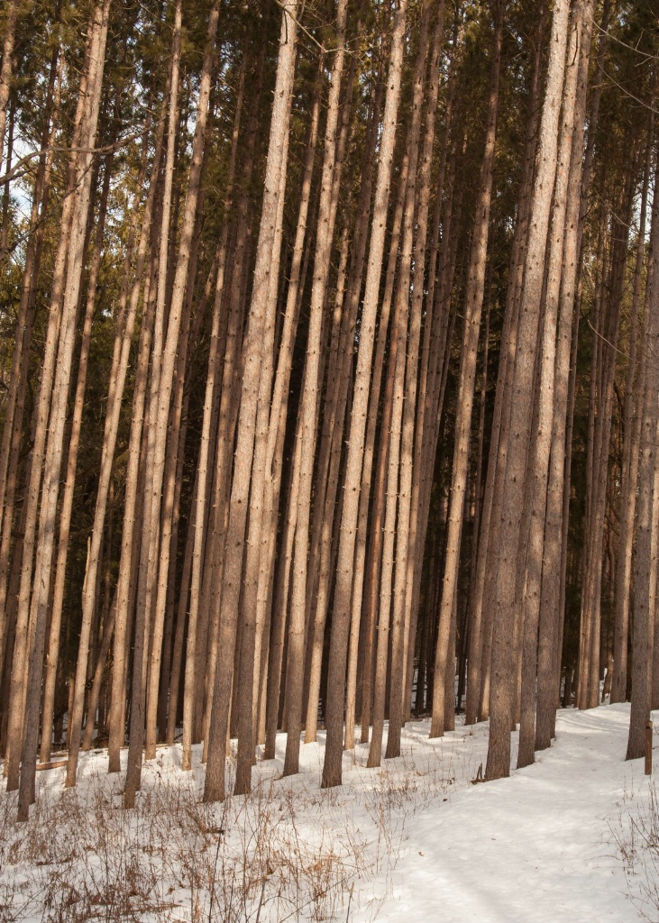 Winter Lit Pines